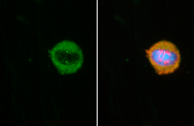 Anti-CEP152 antibody [HL2763] used in Immunocytochemistry/ Immunofluorescence (ICC/IF). GTX639628