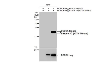 Anti-Histone H3 (K27M Mutant) antibody [HL2794] used in Western Blot (WB). GTX639662
