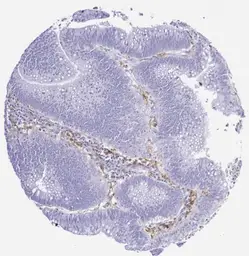 Anti-PD-L1 antibody [H302] HistoMAX&trade; used in IHC (Paraffin sections) (IHC-P). GTX639925