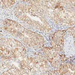 Anti-PD-L1 antibody [H302] HistoMAX&trade; used in IHC (Paraffin sections) (IHC-P). GTX639925