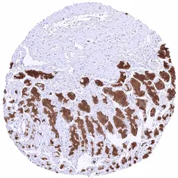 Anti-Pepsinogen I antibody [HMV318] HistoMAX&trade; used in IHC (Paraffin sections) (IHC-P). GTX639942