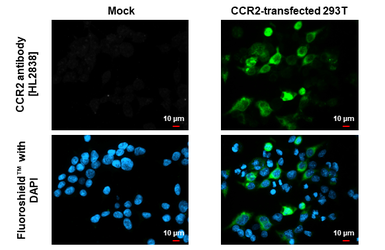 Anti-CCR2 antibody [HL2838] used in Immunocytochemistry/ Immunofluorescence (ICC/IF). GTX640109