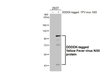 Anti-Yellow Fever virus NS5 protein antibody [HL2916] used in Western Blot (WB). GTX640259