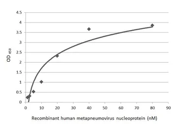 Anti-Human metapneumovirus Nucleoprotein antibody [HL2921] used in ELISA (ELISA). GTX640264
