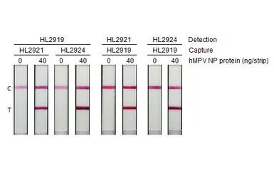 Anti-Human metapneumovirus Nucleoprotein antibody [HL2921] used in Lateral Flow (Lateral Flow). GTX640264