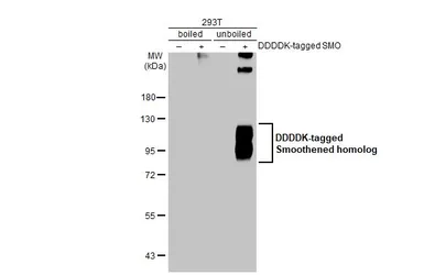 Anti-Smoothened homolog antibody [HL2975] used in Western Blot (WB). GTX640362