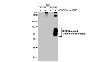 Anti-Smoothened homolog antibody [HL2976] used in Western Blot (WB). GTX640363