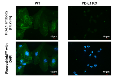 Anti-PD-L1 antibody [HL2985] used in Immunocytochemistry/ Immunofluorescence (ICC/IF). GTX640395