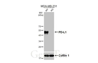Anti-PD-L1 antibody [HL2985] used in Western Blot (WB). GTX640395