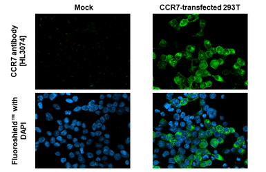 Anti-CCR7 antibody [HL3074] used in Immunocytochemistry/ Immunofluorescence (ICC/IF). GTX640520