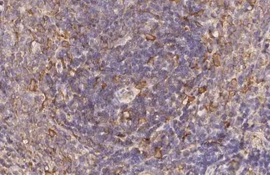 Anti-CCR7 antibody [HL3075] used in IHC (Paraffin sections) (IHC-P). GTX640521