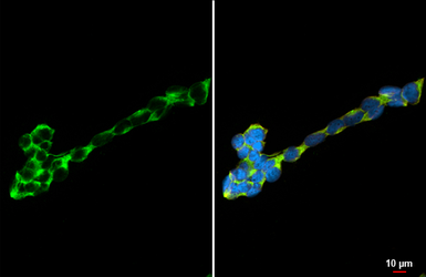 Anti-Dopamine Receptor D5 antibody [HL3081] used in Immunocytochemistry/ Immunofluorescence (ICC/IF). GTX640527