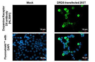 Anti-Dopamine Receptor D5 antibody [HL3081] used in Immunocytochemistry/ Immunofluorescence (ICC/IF). GTX640527