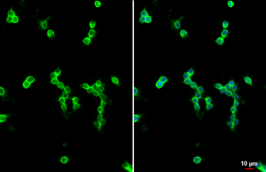 Anti-CD11b antibody [HL3095] used in Immunocytochemistry/ Immunofluorescence (ICC/IF). GTX640541