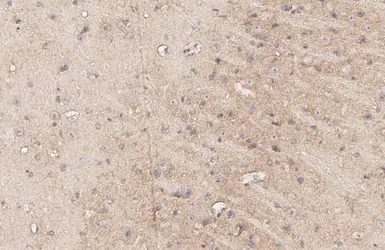 Anti-MC4 Receptor antibody [HL3145] used in IHC (Paraffin sections) (IHC-P). GTX640637