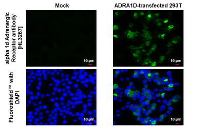 Anti-alpha 1d Adrenergic Receptor antibody [HL3267] used in Immunocytochemistry/ Immunofluorescence (ICC/IF). GTX640914