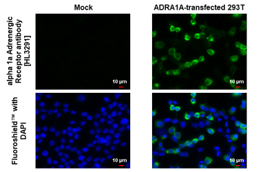 Anti-alpha 1a Adrenergic Receptor antibody [HL3291] used in Immunocytochemistry/ Immunofluorescence (ICC/IF). GTX640945