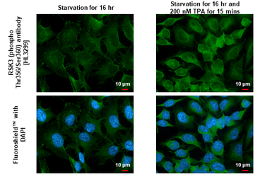 Anti-RSK3 (phospho Thr356/Ser360) antibody [HL3299] used in Immunocytochemistry/ Immunofluorescence (ICC/IF). GTX640988
