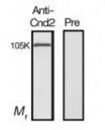 Anti-Cnd2 (S. pombe) antibody used in Western Blot (WB). GTX64102