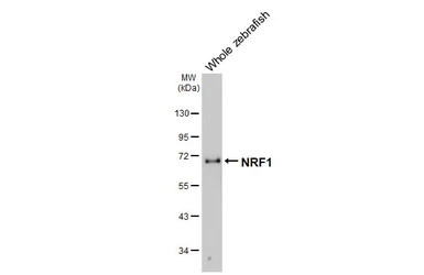 Anti-NRF1 antibody [HL3307] used in Western Blot (WB). GTX641069