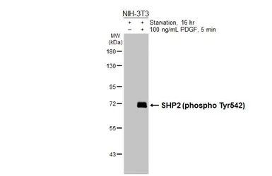 Anti-SHP2 (phospho Tyr542) antibody [HL3334] used in Western Blot (WB). GTX641099