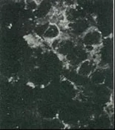 Anti-Hepatitis C virus Core Antigen antibody [H6-29] used in Immunocytochemistry/ Immunofluorescence (ICC/IF). GTX64113