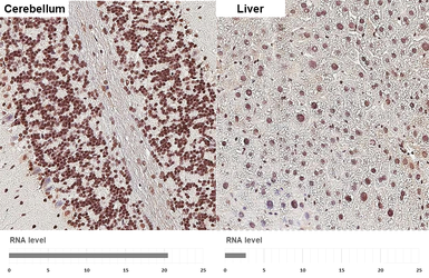 Anti-Rad21 antibody [HL3416] used in IHC (Paraffin sections) (IHC-P). GTX641258