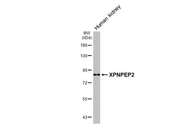 Anti-XPNPEP2 antibody [HL3492] used in Western Blot (WB). GTX641380