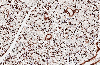 Anti-Histone H2A.X antibody [HL3515] used in IHC (Paraffin sections) (IHC-P). GTX641412