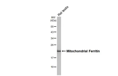 Anti-Mitochondrial Ferritin antibody [HL3521] used in Western Blot (WB). GTX641418