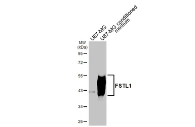 Anti-FSTL1 antibody [HL3523] used in Western Blot (WB). GTX641420