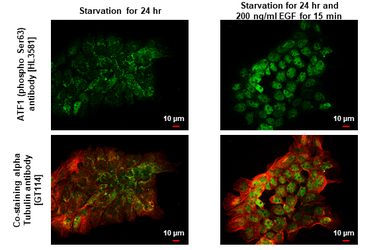 Anti-ATF1 (phospho Ser63) antibody [HL3581] used in Immunocytochemistry/ Immunofluorescence (ICC/IF). GTX641552