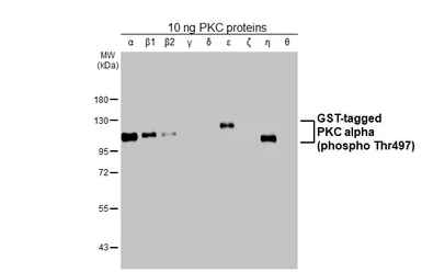 Anti-PKC alpha (phospho Thr497) antibody [HL3605] used in Western Blot (WB). GTX641580