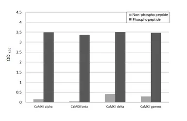 Anti-CaMKII (phospho Thr286) antibody [HL3662] used in  (). GTX641653