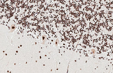 Anti-ADAR1 antibody [HL3666] used in IHC (Paraffin sections) (IHC-P). GTX641694