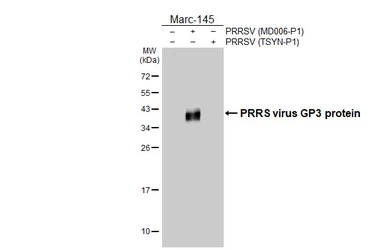Anti-PRRS virus GP3 protein antibody [HL3675] used in Western Blot (WB). GTX641703