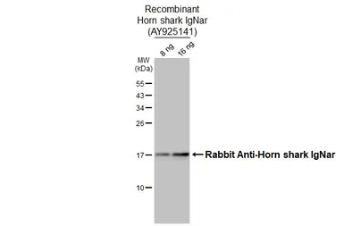 Rabbit Anti-Horn shark IgNar antibody [HL3690]. GTX641862