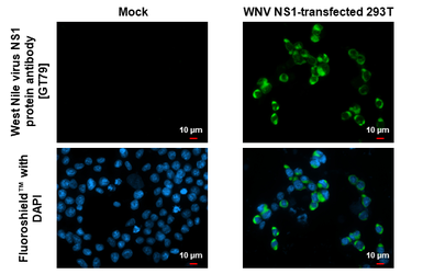 Anti-West Nile virus NS1 protein antibody [GT79] used in Immunocytochemistry/ Immunofluorescence (ICC/IF). GTX641884