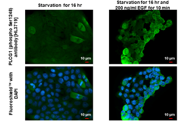 Anti-PLCG1 (phospho Ser1248) antibody [HL3719] used in Immunocytochemistry/ Immunofluorescence (ICC/IF). GTX641909