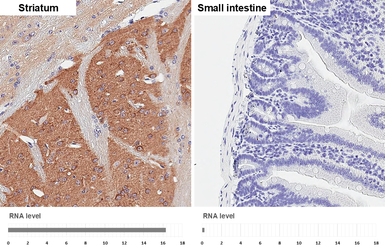 Anti-PHACTR1 antibody [HL3726] used in IHC (Paraffin sections) (IHC-P). GTX641916