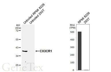 Anti-CX3CR1 antibody [HL3762] used in Western Blot (WB). GTX641961