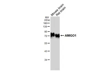 Anti-AMIGO1 antibody [GT94] used in Western Blot (WB). GTX642027