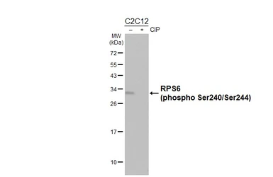 Anti-RPS6 (phospho Ser240/Ser244) antibody [HL3824] used in Western Blot (WB). GTX642048