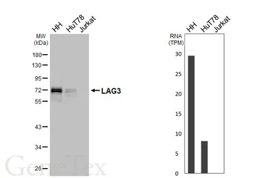 Anti-LAG3 antibody [HL3932] used in Western Blot (WB). GTX642177