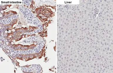 Anti-HKDC1 antibody [HL3961] used in IHC (Paraffin sections) (IHC-P). GTX642211