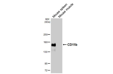 Anti-CD11b antibody [HL4028] used in Western Blot (WB). GTX642359