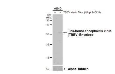 Anti-Tick-borne encephalitis virus (TBEV) Envelope antibody [HL4030] used in Western Blot (WB). GTX642361