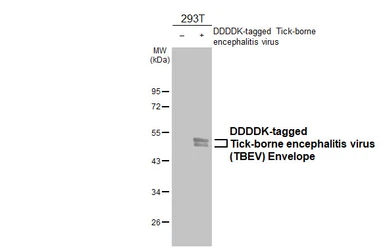 Anti-Tick-borne encephalitis virus (TBEV) Envelope antibody [HL4033] used in Western Blot (WB). GTX642364