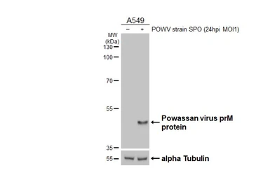 Anti-Powassan virus prM protein antibody [HL4037] used in Western Blot (WB). GTX642368