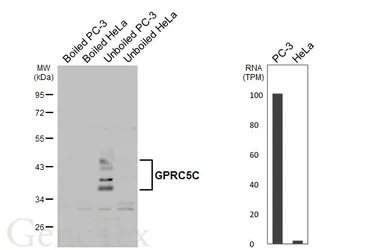Anti-GPRC5C antibody [HL4114] used in Western Blot (WB). GTX642560